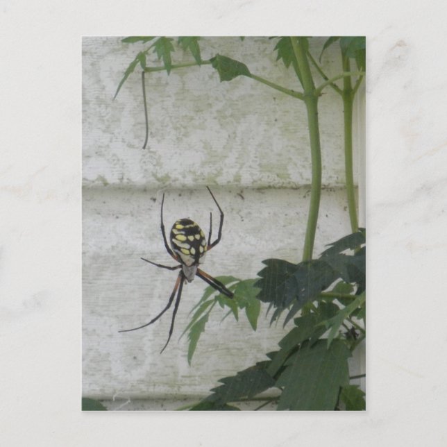 Writing Spider Black Yellow Garden Spiders Photo Postcard (Front)