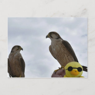 Wrong Place Wrong Time Postcard