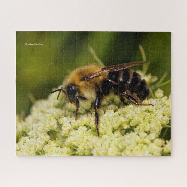 WWN Bumblebee on Flowering Carrot Jigsaw Puzzle (Horizontal)