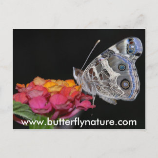 www.butterflynature.com postcard