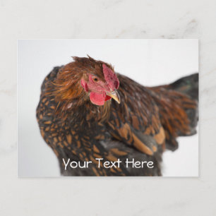 Wyandotte Chicken Postcard
