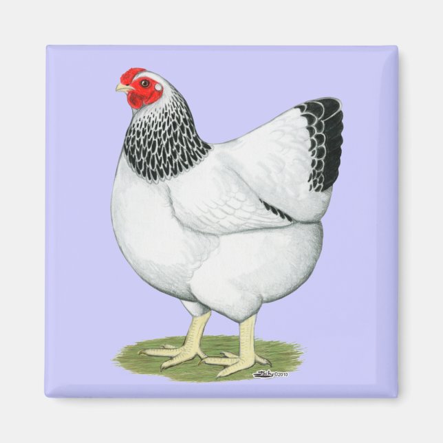 Wyandotte:  Columbian Hen Magnet (Front)