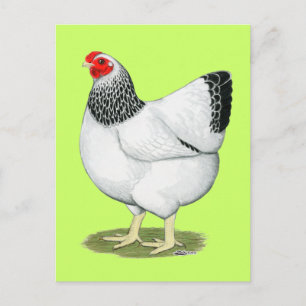 Wyandotte: Columbian Hen Postcard