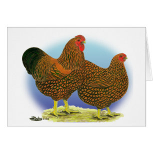 Wyandotte:  Golden-laced Pair