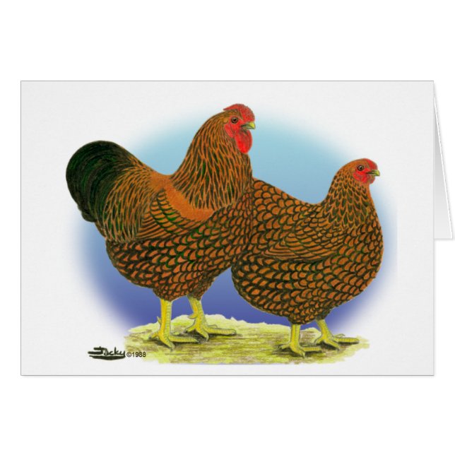 Wyandotte:  Golden-laced Pair (Front Horizontal)