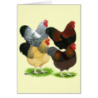 Wyandotte:  Rooster Assortment