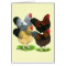 Wyandotte:  Rooster Assortment