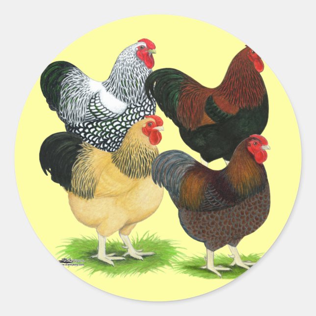 Wyandotte:  Rooster Assortment Classic Round Sticker (Front)