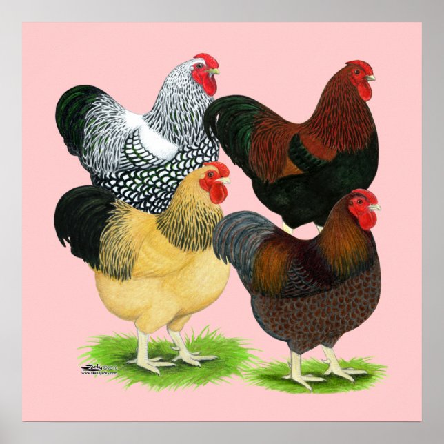 Wyandotte:  Rooster Assortment Poster (Front)