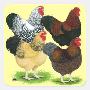 Wyandotte:  Rooster Assortment Square Sticker