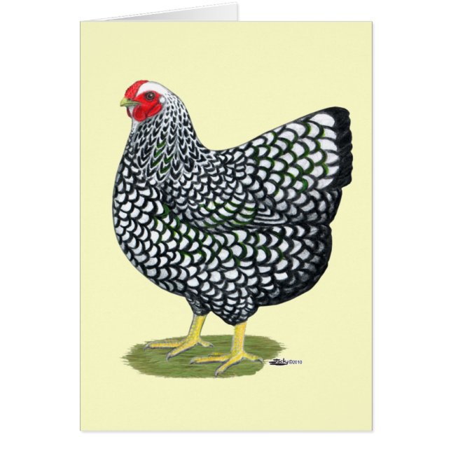 Wyandotte:  Silver-laced Hen (Front)