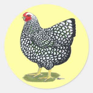 Wyandotte:  Silver-laced Hen Classic Round Sticker