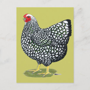 Wyandotte: Silver-laced Hen Postcard
