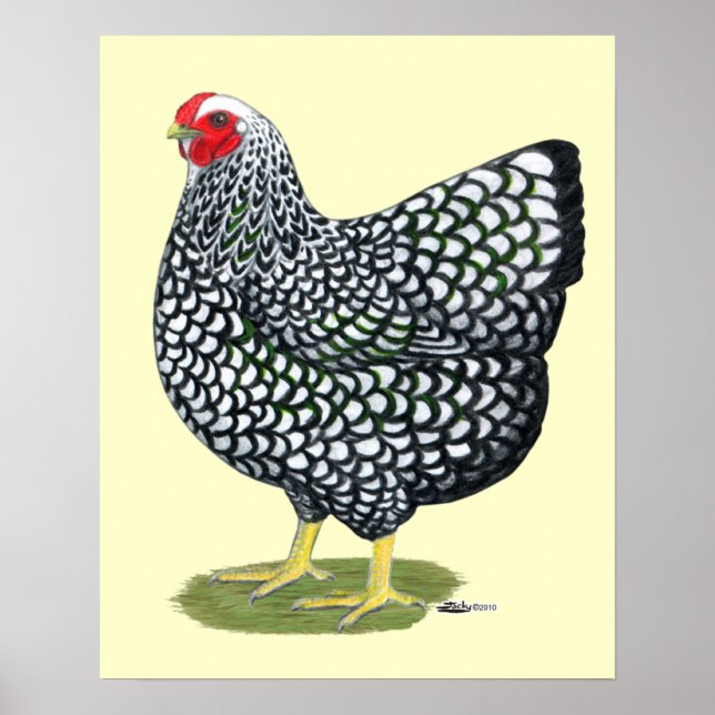 Wyandotte:  Silver-laced Hen Poster (Front)
