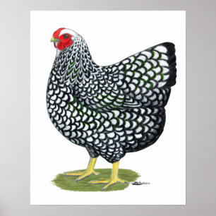 Wyandotte:  Silver-laced Hen Poster