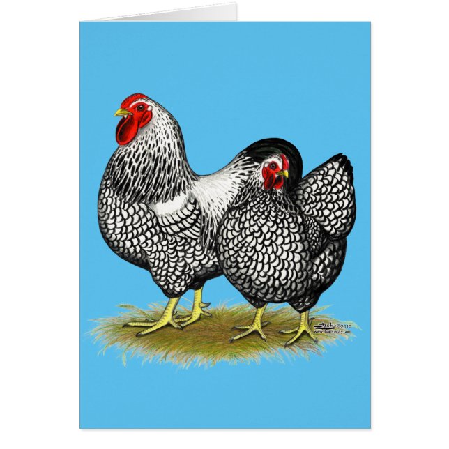 Wyandotte:  Silver Pair (Front)