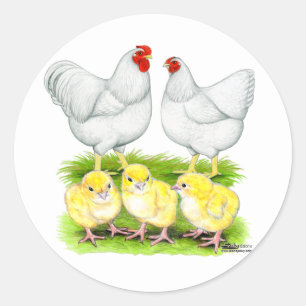 Wyandotte White Chicken Family Classic Round Sticker