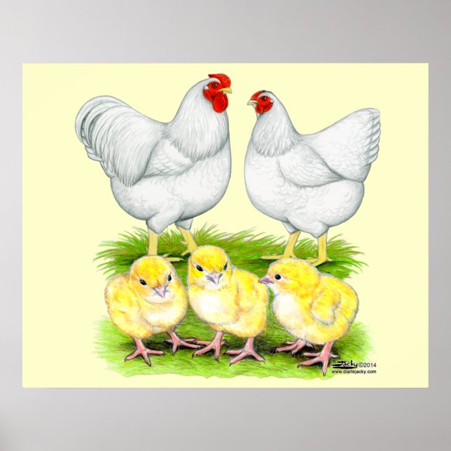 Wyandotte White Chicken Family Poster (Front)