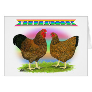 Wyandottes: Golden-laced Rainbow