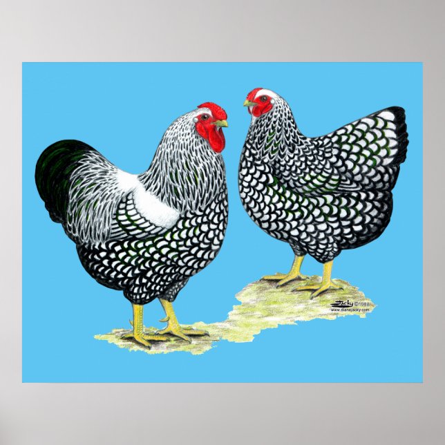Wyandottes Silver-laced Pair Poster (Front)