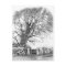 Wych Elm.  Postcard of original