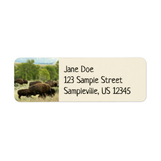 Wyoming Bison