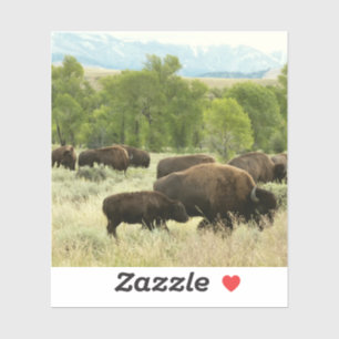 Wyoming Bison Nature Animal Photography