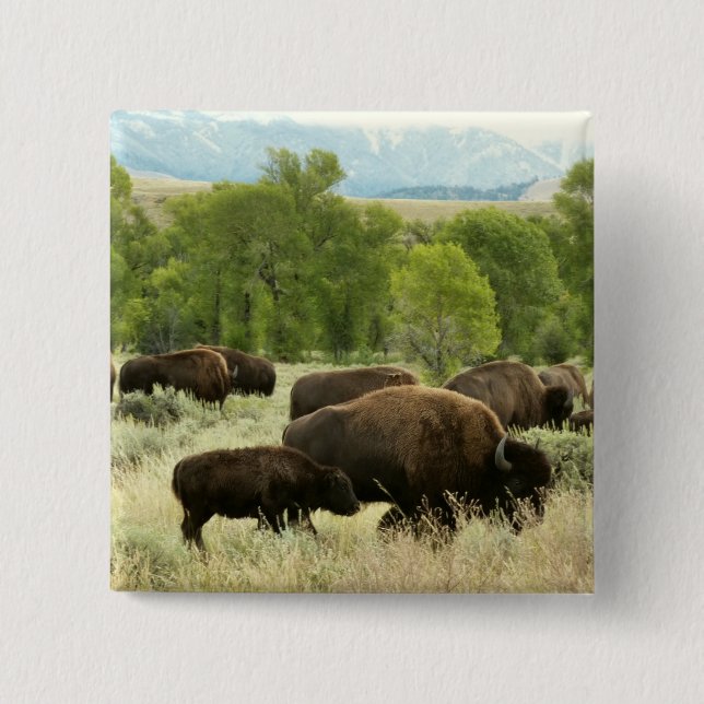 Wyoming Bison Nature Animal Photography 15 Cm Square Badge (Front)