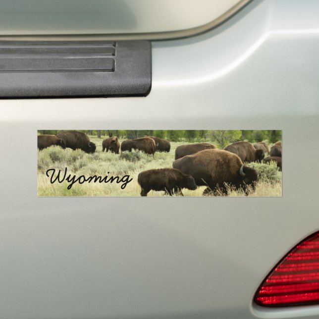 Wyoming Bison Nature Animal Photography Bumper Sticker (On Car)