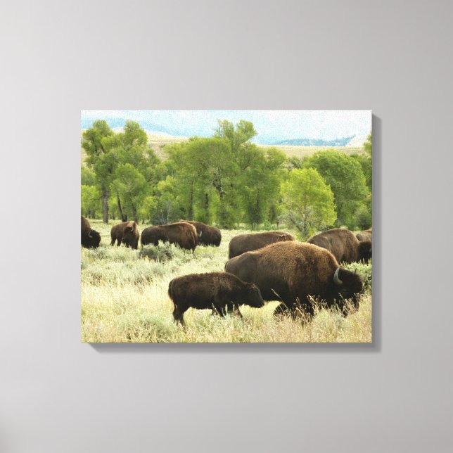 Wyoming Bison Nature Animal Photography Canvas Print (Front)