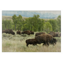 Wyoming Bison Nature Animal Photography