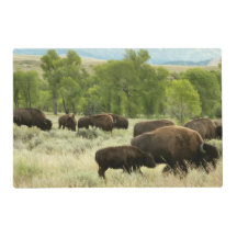 Wyoming Bison Nature Animal Photography