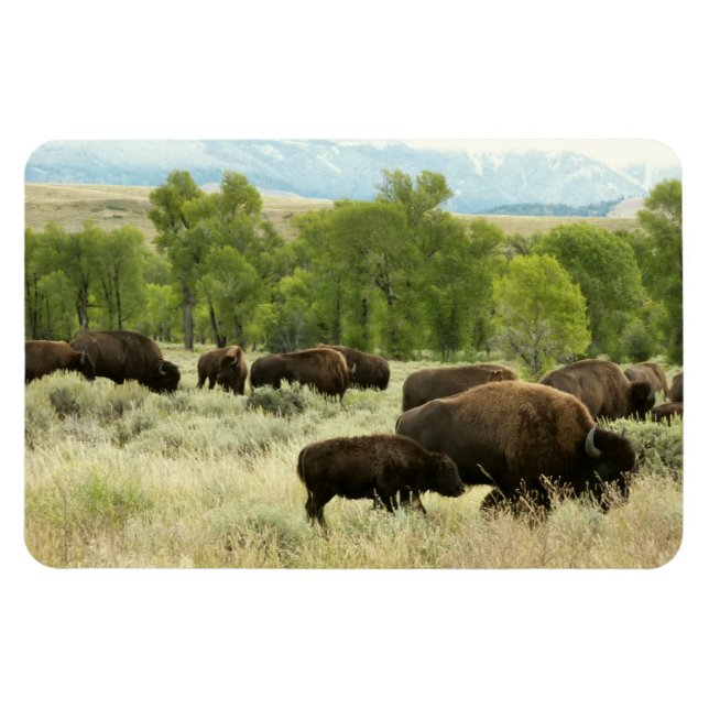 Wyoming Bison Nature Animal Photography Magnet (Horizontal)