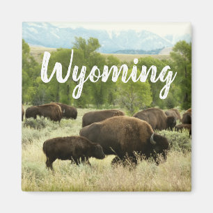 Wyoming Bison Nature Animal Photography Magnet