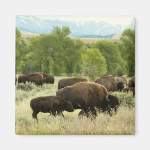 Wyoming Bison Nature Animal Photography Magnet