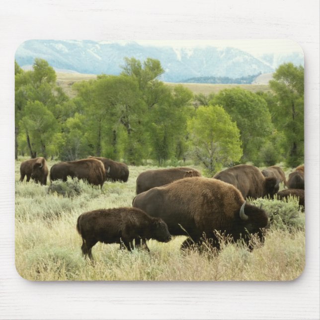 Wyoming Bison Nature Animal Photography Mouse Mat (Front)