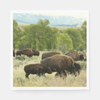 Wyoming Bison Nature Animal Photography