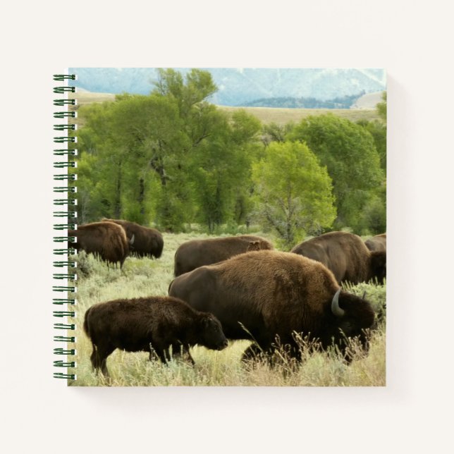 Wyoming Bison Nature Animal Photography Notebook (Front)