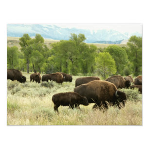 Wyoming Bison Nature Animal Photography Photo Print