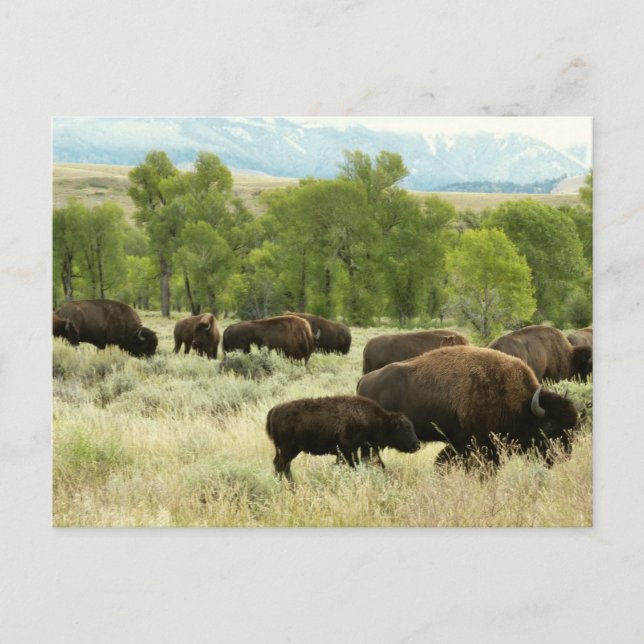 Wyoming Bison Nature Animal Photography Postcard (Front)