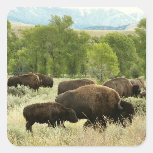 Wyoming Bison Nature Animal Photography Square Sticker (Front)