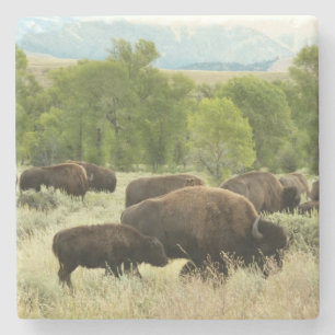 Wyoming Bison Nature Animal Photography Stone Coaster