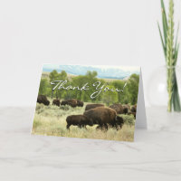 Wyoming Bison Nature Animal Photography