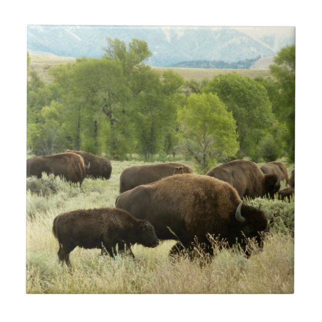Wyoming Bison Nature Animal Photography Tile (Front)