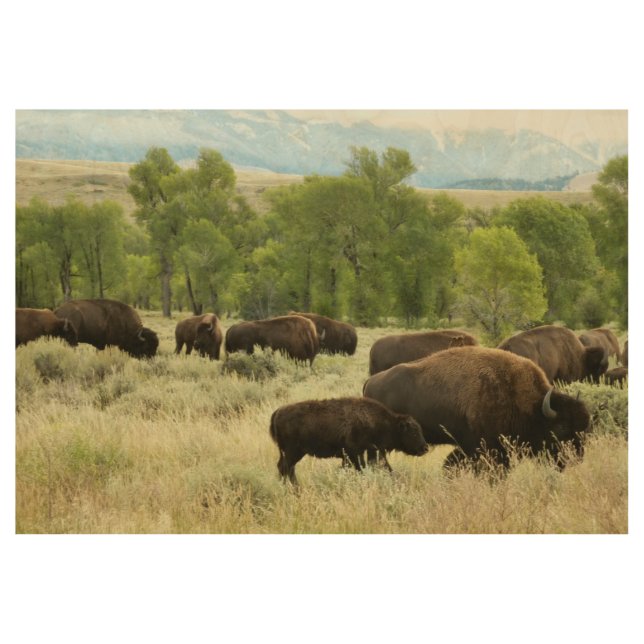 Wyoming Bison Nature Animal Photography Wood Poster (Front)