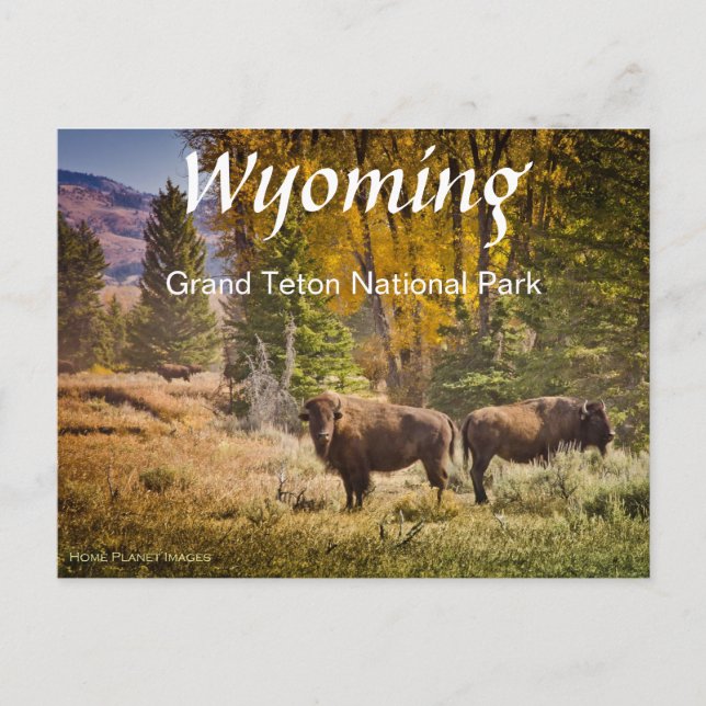 Wyoming Buffalo Postcard (Front)