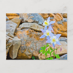 Wyoming, Grand Teton National Park 1 Postcard