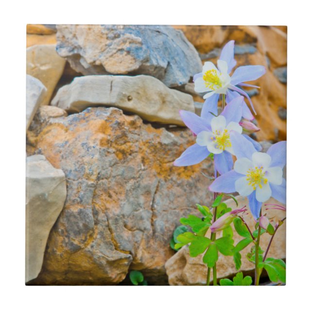 Wyoming, Grand Teton National Park 1 Tile (Front)