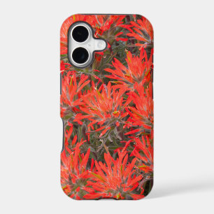 Wyoming, Lincoln County, Desert Paintbrush
