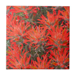 Wyoming, Lincoln County, Desert Paintbrush Tile